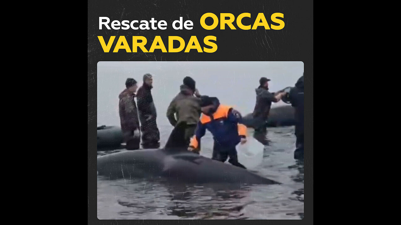 Voluntarios intentan salvar orcas varadas en el mar