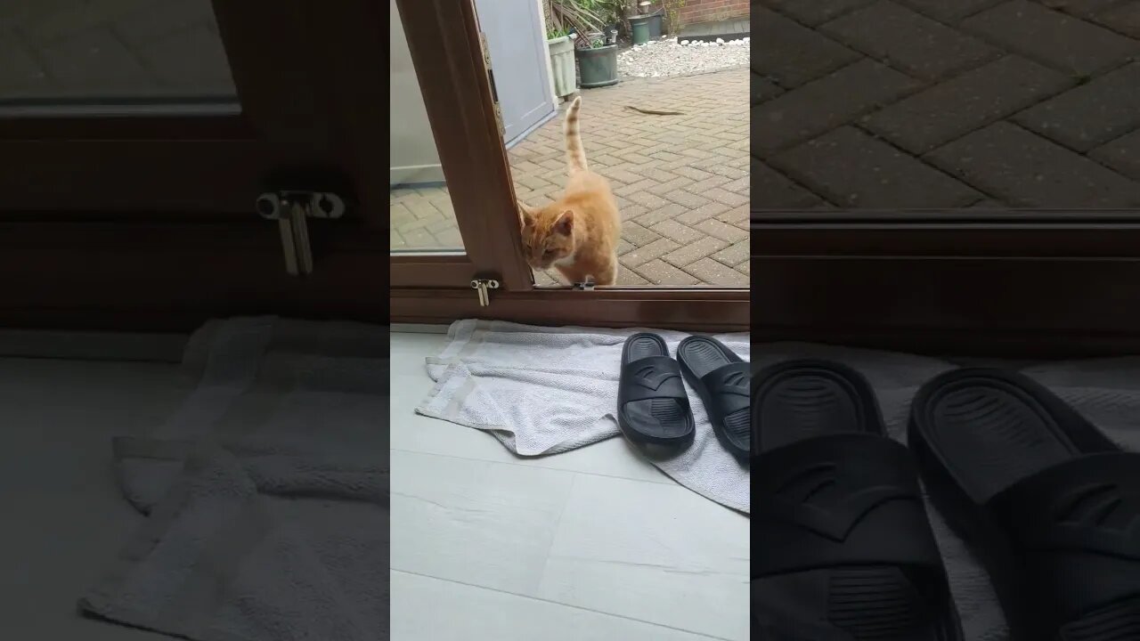 🐱 Will My Neighbours Cat Enter My House ? 😵🧐 #shorts #cat #cats #viral