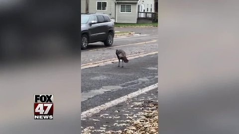 Tina The Turkey in Jackson is Missing