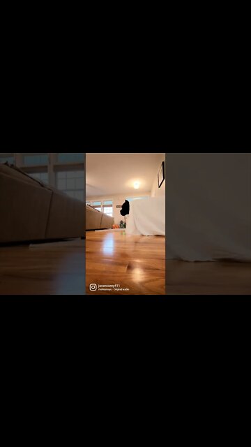 Cane Corso Ghost #shorts #funnydogs #pets #viral #halloween