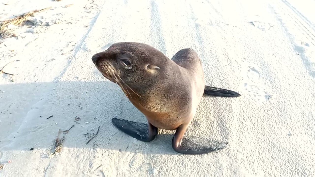 lobo marinho na praia de Tramandaí/RS