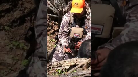 Massive 14 Year Old Black Bear with Huge Claws and Paws!