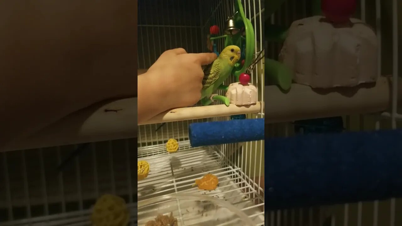 The Pet Store Warned Us He's A Biter...It's Amazing What Love Can Do🐦 💕 #shorts #parakeets #budgies