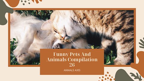 Funny Pets And Animals Compilation 26