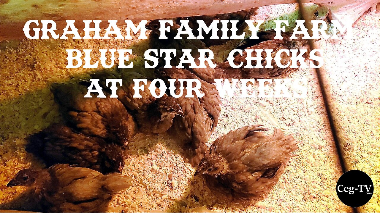 Graham Family Farm: Blue Star Chicks at 4 Weeks