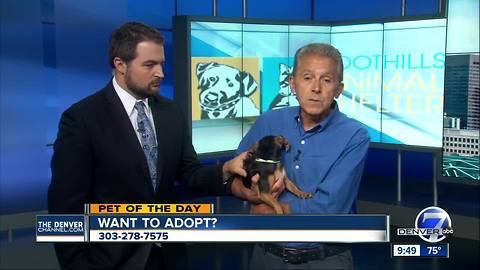 Pet of the day for August 20th - Mack the puppy