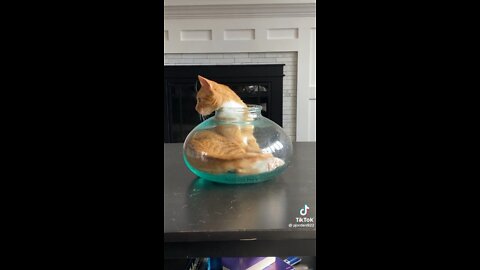 Cat Perfectly Fits Into Fishbowl