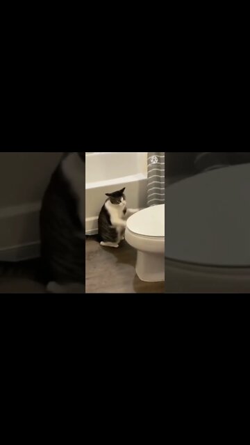 Cat funny videos || cat tiktok || cat instagram || cat training #shorts