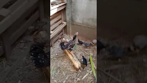 briga de duas galinhas caipira as duas com pintinhos