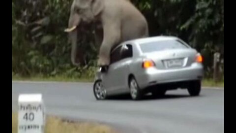 Wild elephant greets drivers on the road