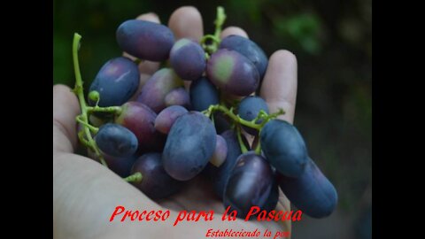 Procesos para Pascua