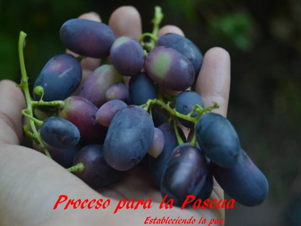 Procesos para Pascua