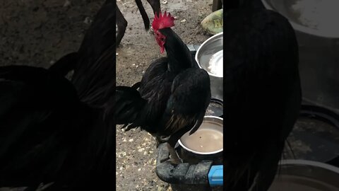 Roosters first time living free range