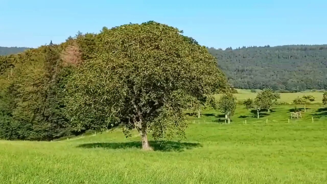 Joggen im grünen Gersprenztal im Odenwald bei 31 Grad/ Summer jog in rural German Odenwald landscape