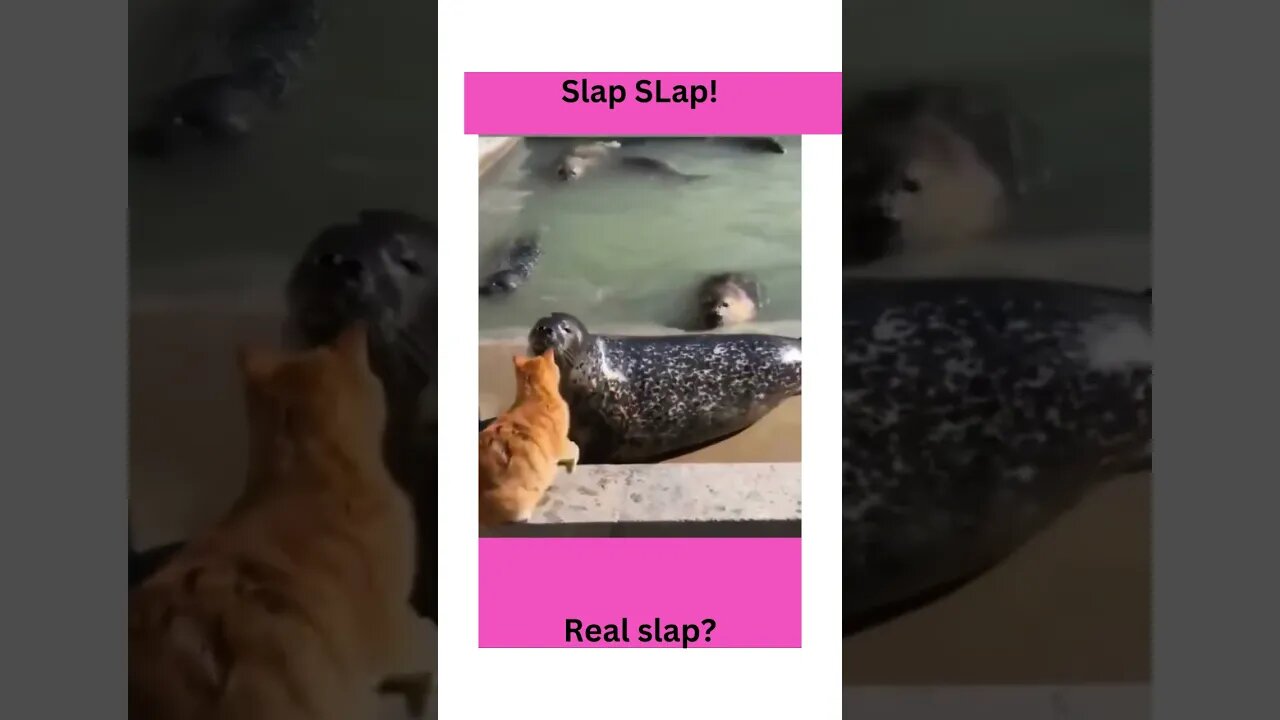 #Funny animal videos, cats slaps seal, cat slaps! #shorts