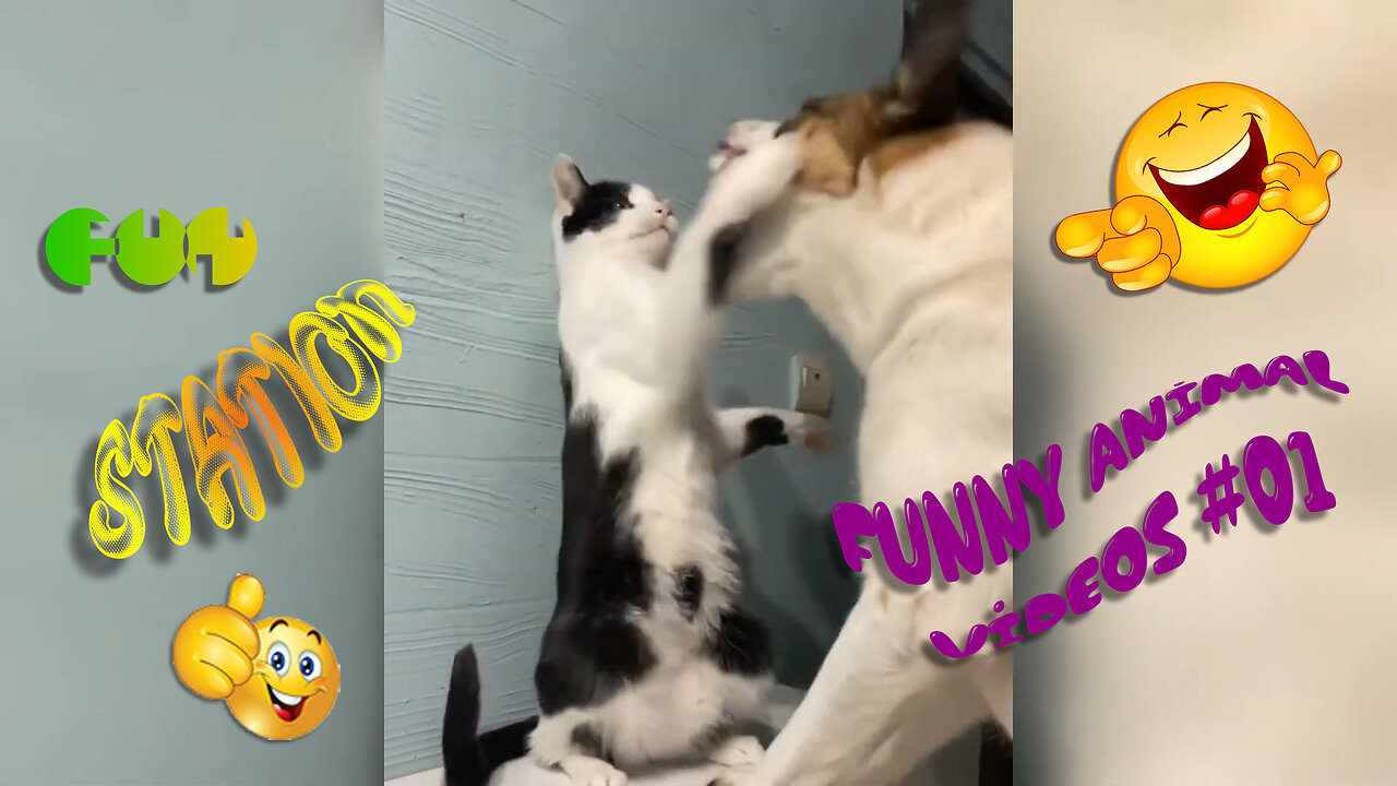 Funny Animal Videos #01 ... You Haven't Lived Until You've Seen These Cutest Animals Ever😂💥