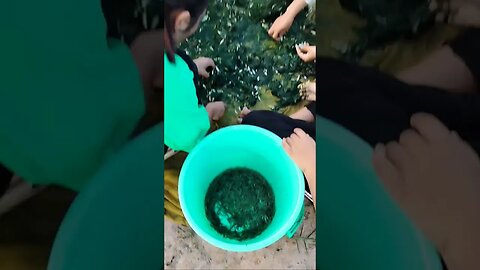 ត្រីធម្មជាតិ