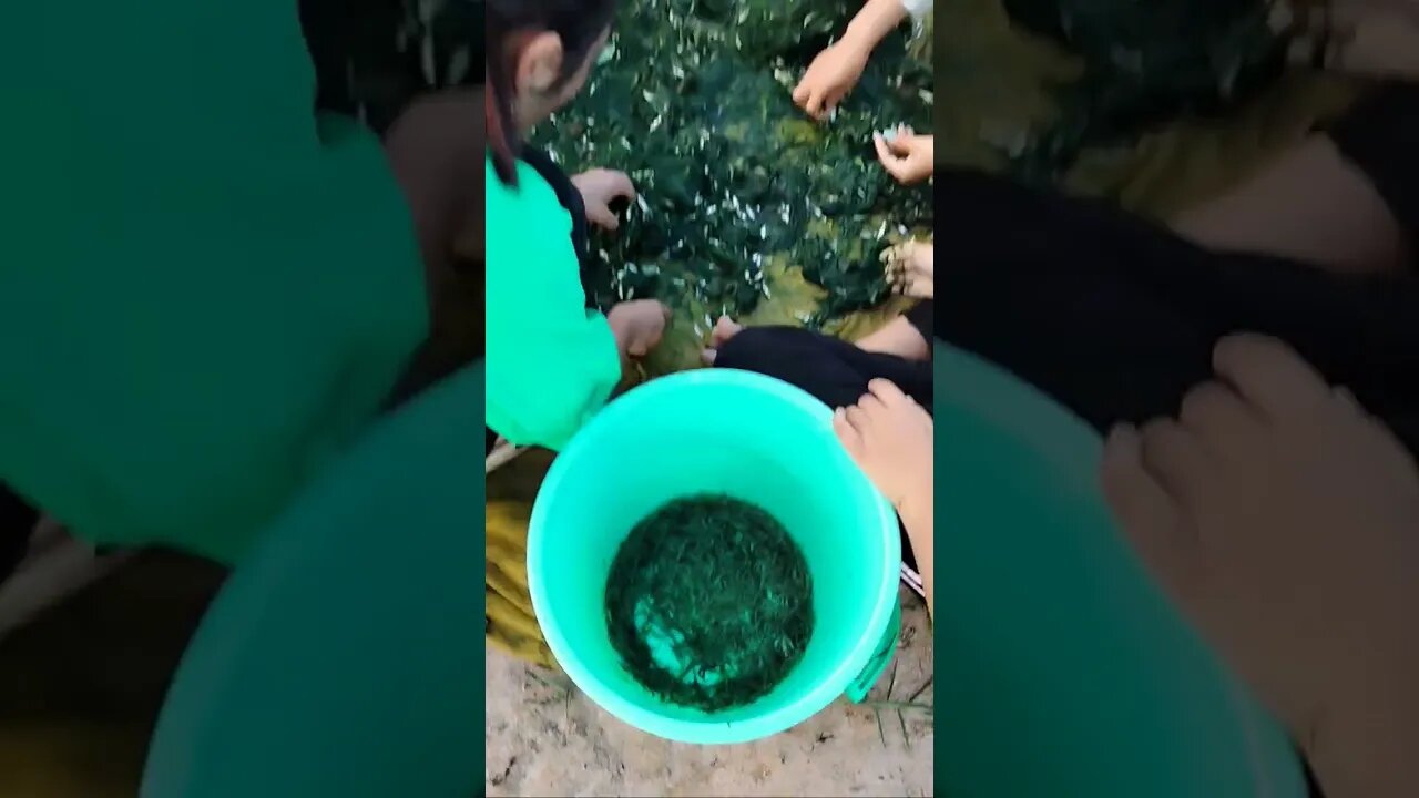 ត្រីធម្មជាតិ