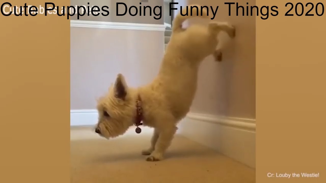 Cute Puppies & Dogs Doing Funny Things 2020