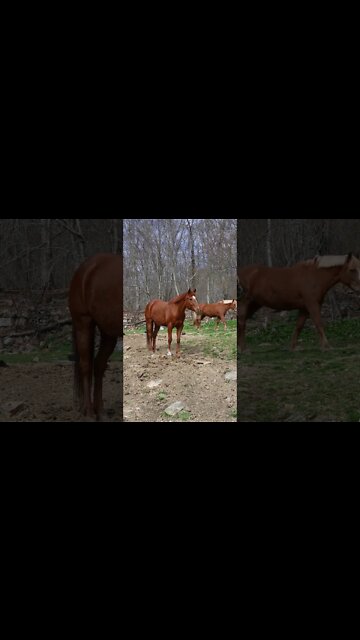 #Shorts #Animals #Horse #Adorable #Lovable #Peace #Caring #Affection #Benevolent