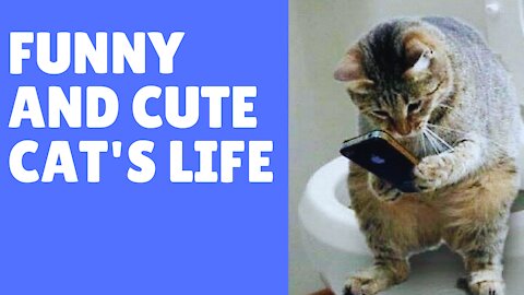 Funny and Cute cat is the best way to live your life