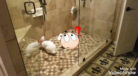 🐰Strange Hoomin Bathing Ways! (Hit the Mit, pls 🥊)