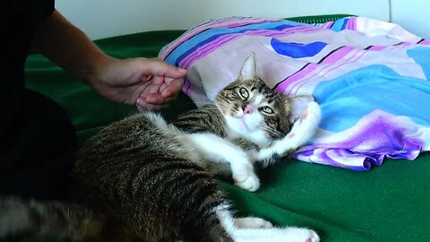 Funny Cat Refuses to Talk