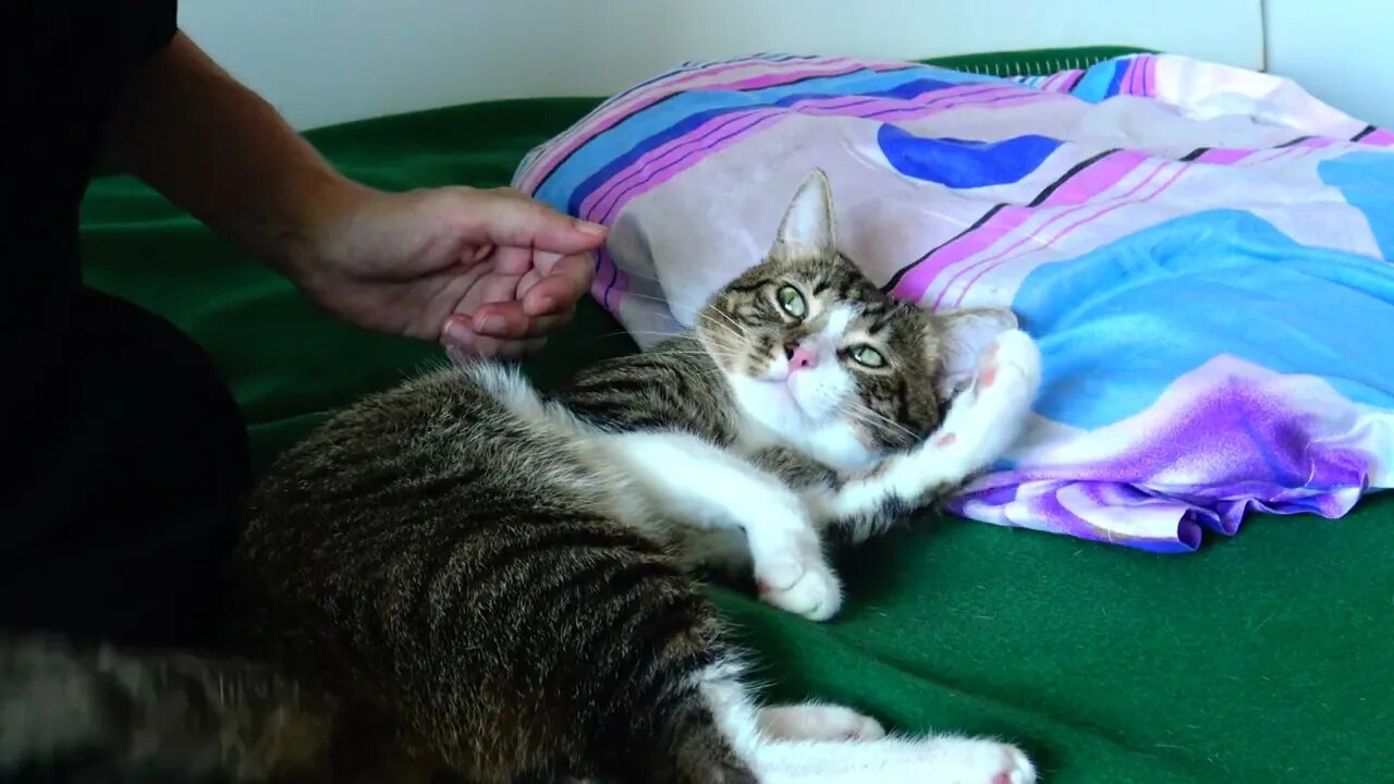 Funny Cat Refuses to Talk