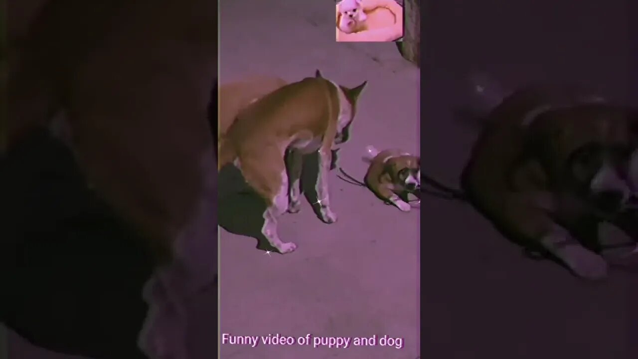 Funny 🐕 dog and puppy, #Shorts, #dog ,#puppy, #animal, #viral,#funny dog puppy,#cute puppy,#trending
