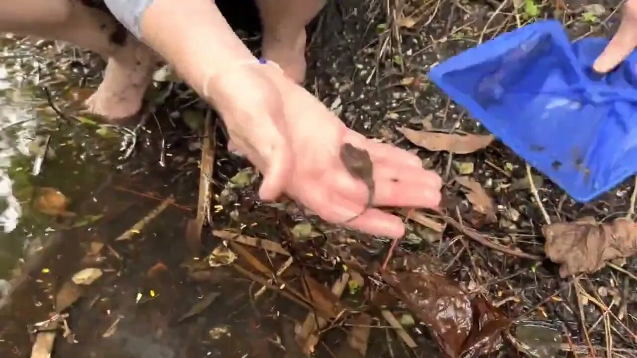 Catch rare ornamental fish in flooded ditches * 16