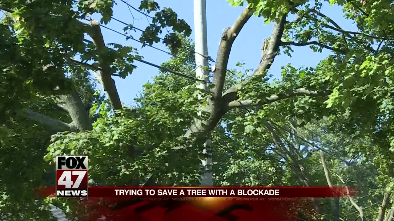 You are not cutting down my tree: One woman's fight with BWL