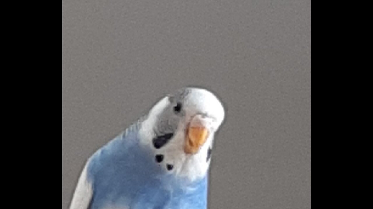 bouncy budgie singing