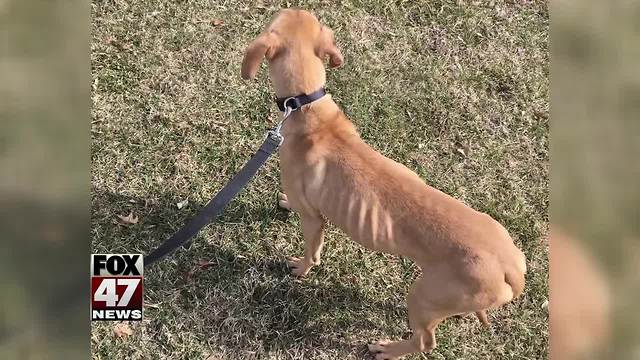 Investigation into Ingham County Animal Control expected to be complete