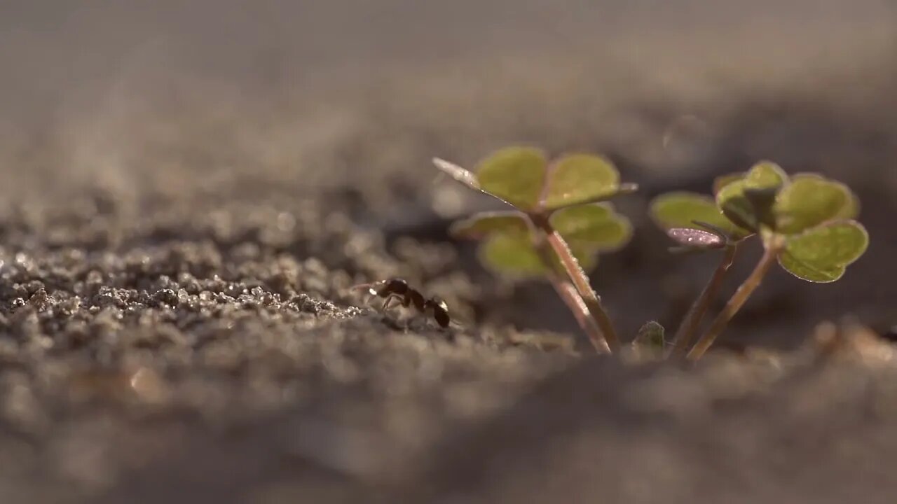 Beachfront B Roll Ant Hill with Clover Free to Use HD Stock Video Footage