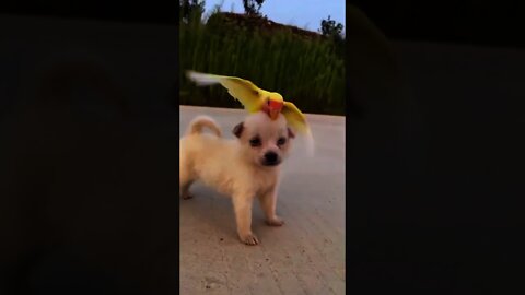 Baby Dogs Funny Cute Dog