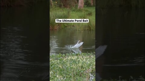 The Ultimate Pond Bait #shorts