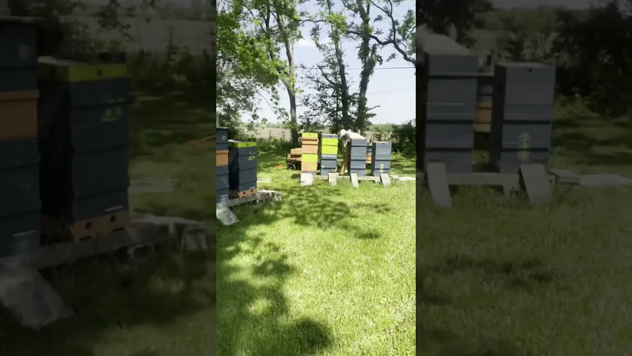 May 20, 2023 ADDING HONEY SUPERS BEFORE INSPECTION
