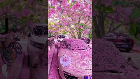 Beautiful Cherry Blossom & Calm Nature Sounds 🌸 #shorts #trending #shorts