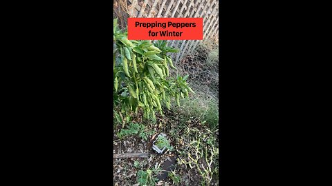 Overwintering Bell Peppers