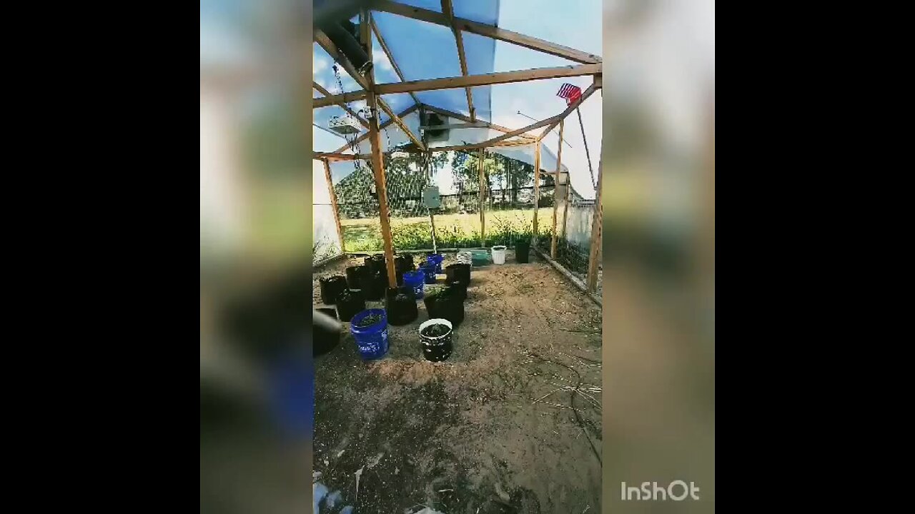 Deatheater hemp going in the greenhouse 10/1/21