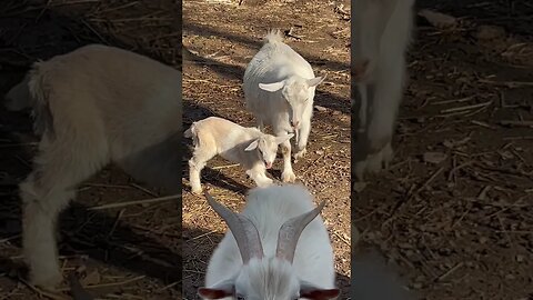 Checking on the baby goat and other animals the morning after a big storm