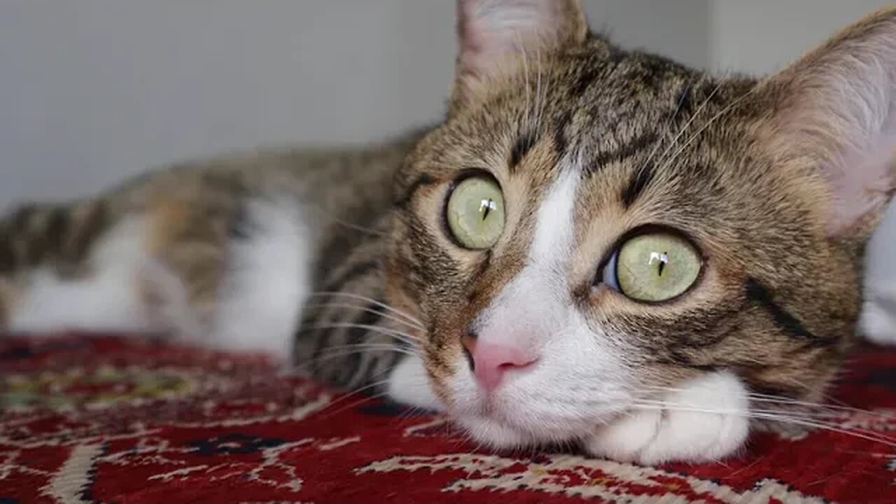 This Cat Has Big Shiny Eyes