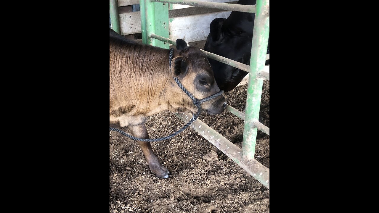 Halter Breaking Nadia