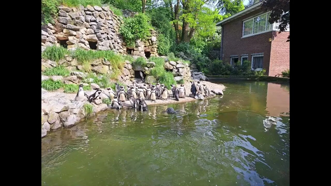 Burgers zoo dierentuin zoo impressie met kwart eeuw vrienden. Mangrove Vlindertuin Vlinders Penguins