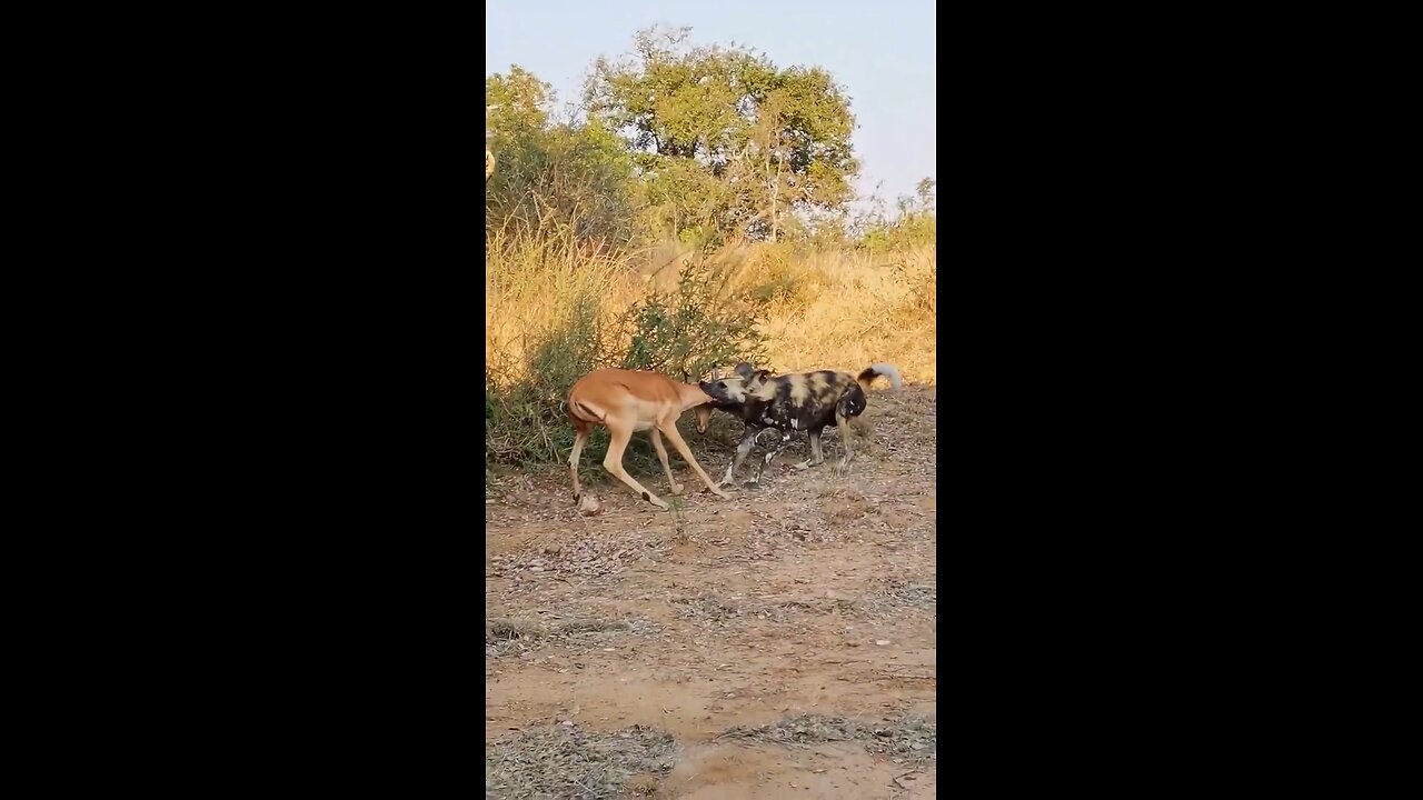 Wild dogs don’t play.