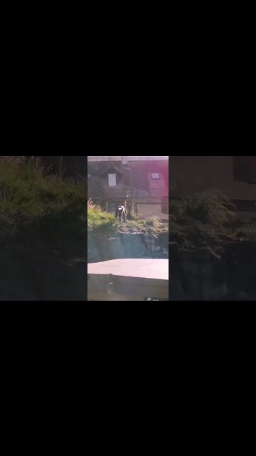 everyone poops, funny dog video, dog comedy