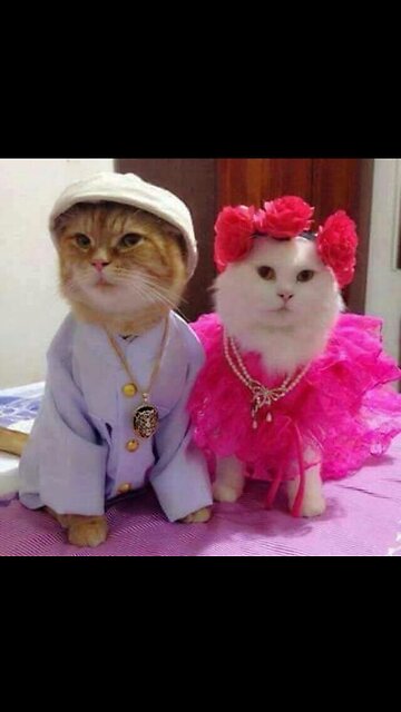 Cute Cat Moments - Guaranteed Laughs and Joy! 🐾