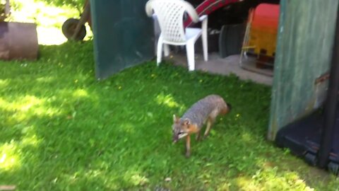 The moment when a fox infected with rabies attacks humans.