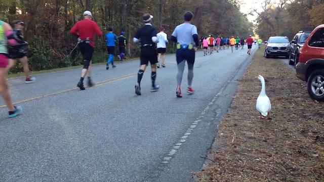 Funny Duck Joins The Marathon Runners