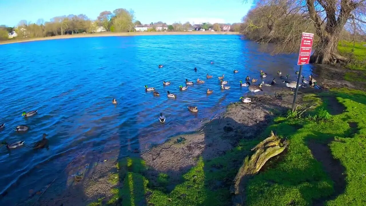 Noisy ducks at Hornsea #hornseamere